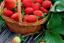 完整国产免费水莓100,免费品尝100份水莓的甜蜜诱惑